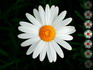 Gerber Flower Jigsaw