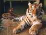 Wild Tigers